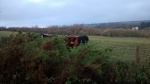 The Parc Slip Highland Cows