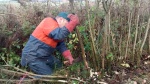 Hywel demonstrating how hedge laying should be done