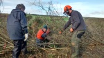 Hedge laying at Parc Slip