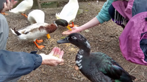 Feeding the ducks at Bryngarw Park